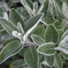 Senecio Compacta Drysdale -Pas Cher Jard Essy Magasin ado 103559 1