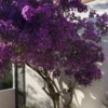 Bougainvillier Rustique Violet De Mèze 2 Bougainvillier Rustique Violet De Mèze -Pas Cher Jard Essy Magasin ado 103568 3
