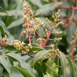 Manguier Rare 'Kensington' 7 Manguier Rare 'Kensington' -Pas Cher Jard Essy Magasin ado 106856 2