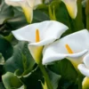 Arum Blanc - Calla -Pas Cher Jard Essy Magasin ado 112289 4