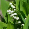 Muguet Blanc -Pas Cher Jard Essy Magasin ado 25916 5 1706180505305