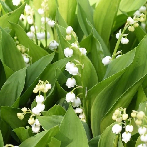 Muguet Blanc 4 Muguet Blanc – Image 2