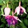 3 Fuchsias Retombants Royal Mosaic 1 3 Fuchsias Retombants Royal Mosaic -Pas Cher Jard Essy Magasin bak 38295 1