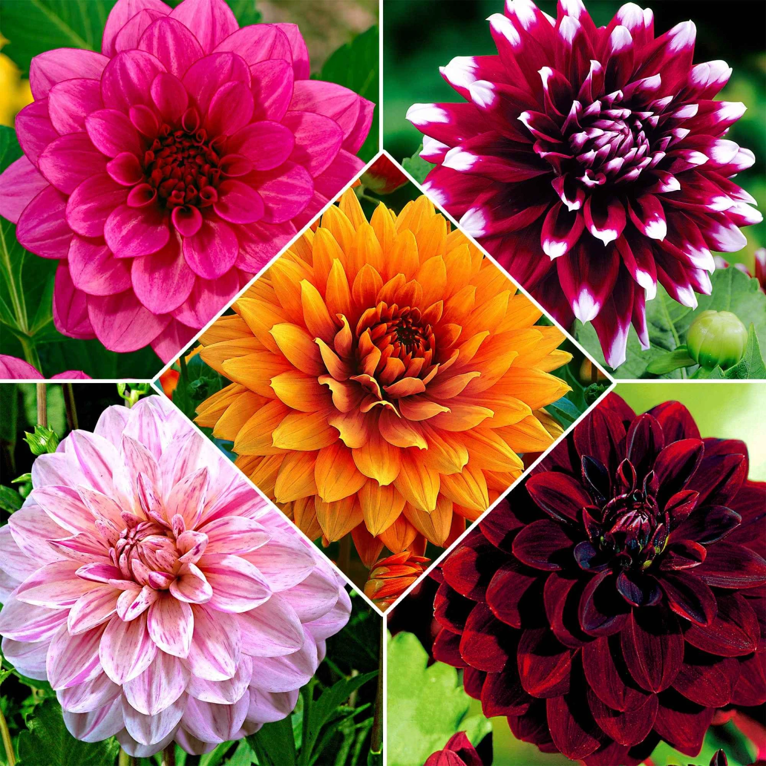 5 Dahlias à Grandes Fleurs En Mélange 3 5 Dahlias à Grandes Fleurs En Mélange