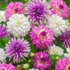 5 Dahlias All Summer Long En Mélange -Pas Cher Jard Essy Magasin bak 54650 1