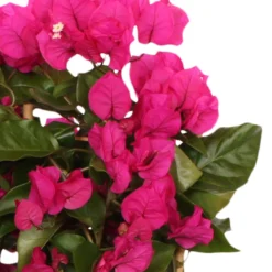 Bougainvillier Vera Deep Purple -Pas Cher Jard Essy Magasin bak 71074 2