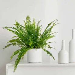Fougère De Boston