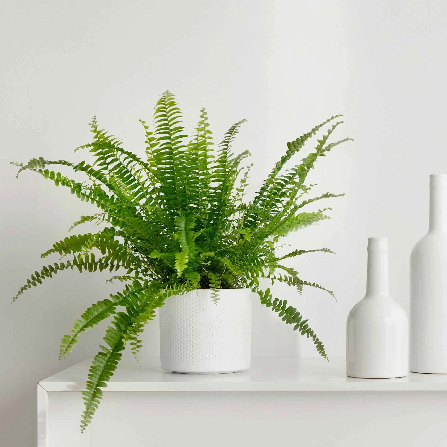 Fougère De Boston 3 Fougère De Boston