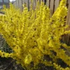 Forsythia Mikador -Pas Cher Jard Essy Magasin bak 80176 1