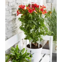 Bignone Fire Trumpet 7 Bignone Fire Trumpet -Pas Cher Jard Essy Magasin bak 80450 2 1706533043576 scaled