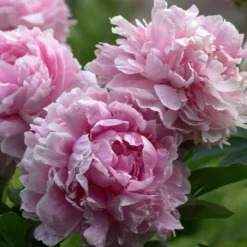 Pivoine Sarah Bernhardt -Pas Cher Jard Essy Magasin bak 81929 1