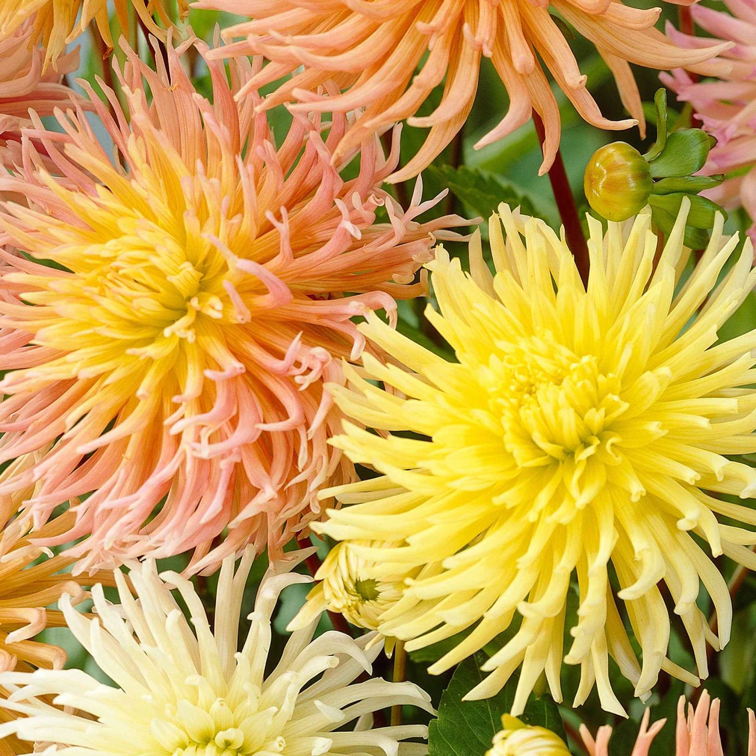 5 Dahlias Star En Mélange 3 5 Dahlias Star En Mélange