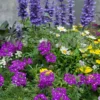 3 Plantes Vivaces De Jardin 'Bee Friendly' En Mélange -Pas Cher Jard Essy Magasin bak 85654 1