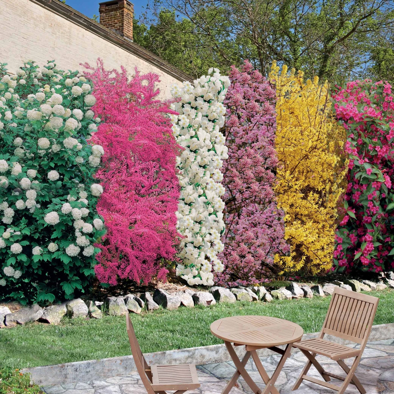 Collection Haie Des Quatre Saisons - 6 Arbustes 4 Collection Haie Des Quatre Saisons - 6 Arbustes – Image 2