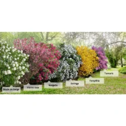 Collection Haie Des Quatre Saisons - 6 Arbustes 19 Collection Haie Des Quatre Saisons - 6 Arbustes -Pas Cher Jard Essy Magasin col 103775 7