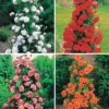 Collection De 4 Rosiers Arbustes : Shalom, Korbin, Westerland, Handel -Pas Cher Jard Essy Magasin col 103797 1