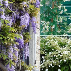 Collection De 3 Grimpantes : Jasmin, Glycine, Hortensia Grimpant