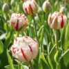 10 Tulipes à Fleurs De Pivoine Carnaval De Nice -Pas Cher Jard Essy Magasin hor 100524 3 1700220473639