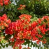 Bougainvillier Orange -Pas Cher Jard Essy Magasin hor 103261 1