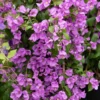 Bougainvillier Violet 2 Bougainvillier Violet -Pas Cher Jard Essy Magasin hor 103262 1