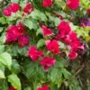 Bougainvillier Rouge -Pas Cher Jard Essy Magasin hor 103263 1