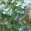 Eucalyptus Cinerea Silver Dollar -Pas Cher Jard Essy Magasin hor 103417 1 scaled