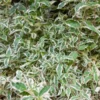 Diervilla Sessilifolia Variegata 2 Diervilla Sessilifolia Variegata -Pas Cher Jard Essy Magasin hor 111547 1