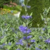 Caryopteris Heavenly Blue -Pas Cher Jard Essy Magasin hor 44237 6 1700230791450