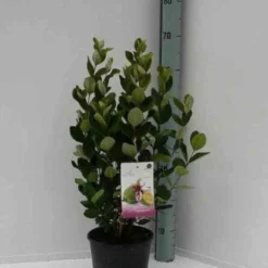 Goyavier Du Bresil -Pas Cher Jard Essy Magasin jar 105475 1