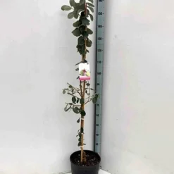 Goyavier Du Bresil -Pas Cher Jard Essy Magasin jar 105475 2