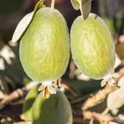 Goyavier Du Bresil -Pas Cher Jard Essy Magasin jar 105475 4