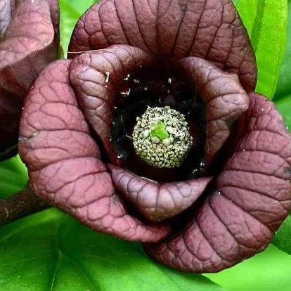 Asiminier Triloba 3 Asiminier Triloba