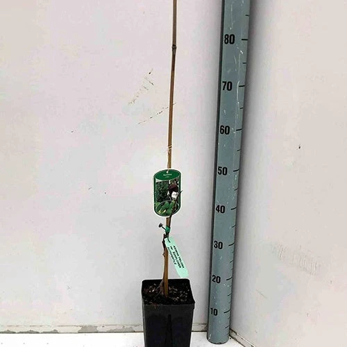 Asiminier Triloba 4 Asiminier Triloba – Image 2