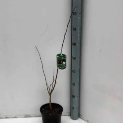 Asiminier Triloba 11 Asiminier Triloba -Pas Cher Jard Essy Magasin jar 106395 3