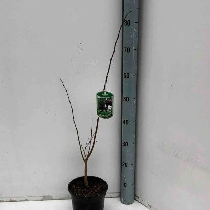 Asiminier Triloba 5 Asiminier Triloba – Image 3