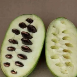 Asiminier Triloba 12 Asiminier Triloba -Pas Cher Jard Essy Magasin jar 106395 4