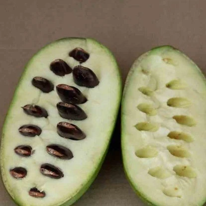 Asiminier Triloba 6 Asiminier Triloba – Image 4