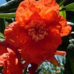 Grenadier Dente Di Leone