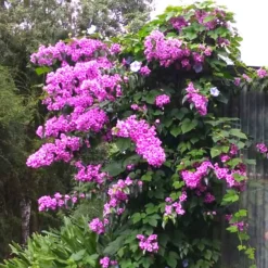 Bougainvillier Rustique Violet De Mèze -Pas Cher Jard Essy Magasin laf 103568 1