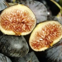 Pas Cher Jard Essy Magasin -Pas Cher Jard Essy Magasin laf 104688 2