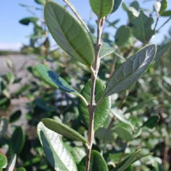 Goyavier Du Bresil -Pas Cher Jard Essy Magasin maa 105475 6