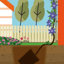 Collection De 3 Clématites : Ville De Lyon, Miss Bateman, Président 11 Collection De 3 Clématites : Ville De Lyon, Miss Bateman, Président -Pas Cher Jard Essy Magasin mon 103849 6