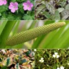 5 Plantes De Bassin Et De Berge Parfumées En Mélange