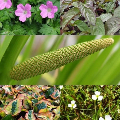 5 Plantes De Bassin Et De Berge Parfumées En Mélange 3 5 Plantes De Bassin Et De Berge Parfumées En Mélange