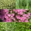 5 Plantes De Bassin Oxygénantes En Mélange
