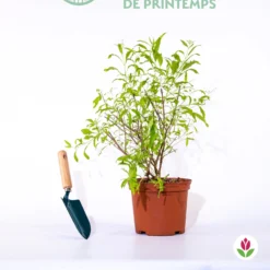 Caryopteris Worcester Gold 7 Caryopteris Worcester Gold -Pas Cher Jard Essy Magasin qlz 104060 2 1706102827180