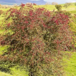 Aubépine 9 Aubépine -Pas Cher Jard Essy Magasin rav 103179 3 1705584099407