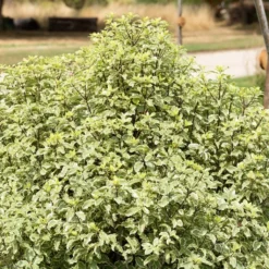 Pittosporum Tenuifolium Variegatum -Pas Cher Jard Essy Magasin rav 103406 6 1705482463714