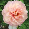 Pivoine Itoh Scrumdiddlyumptious -Pas Cher Jard Essy Magasin ree 103364 1
