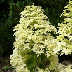 Hortensia Paniculé Dentelle De Gorron ® 11 Hortensia Paniculé Dentelle De Gorron ® -Pas Cher Jard Essy Magasin ren 100542 6